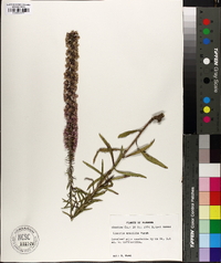 Liatris gracilis image