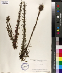 Liatris gracilis image