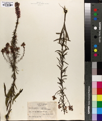 Liatris gracilis image