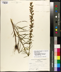 Liatris pilosa image