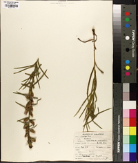 Liatris cylindracea image