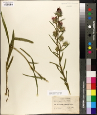 Liatris squarrosa image