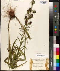 Liatris squarrosa image
