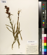 Liatris squarrosa image