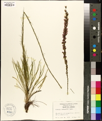 Liatris tenuifolia image