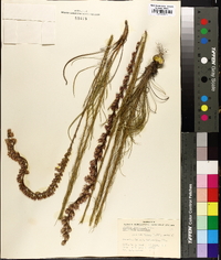 Liatris tenuifolia image