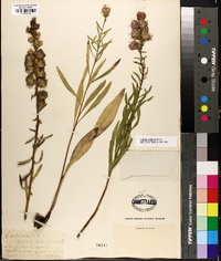 Liatris aspera image