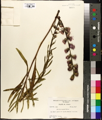 Liatris aspera image