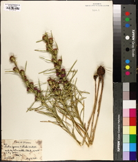 Liatris squarrosa image