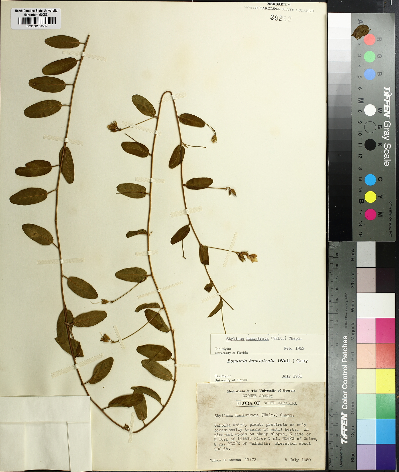 Stylisma humistrata image