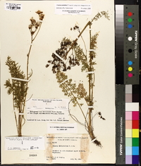 Packera millefolia image