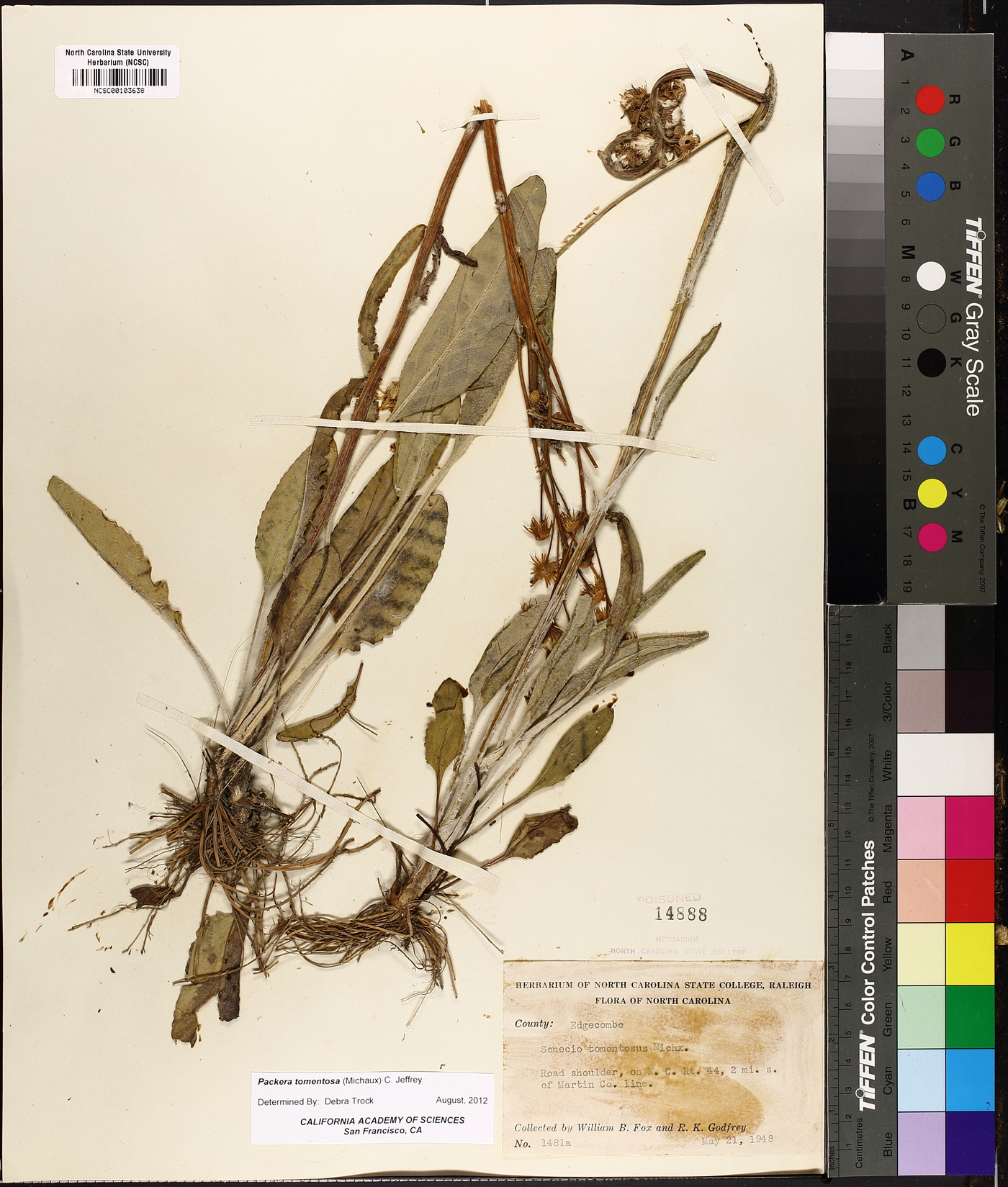 Packera tomentosa image