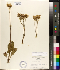 Packera tomentosa image