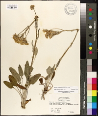 Packera tomentosa image