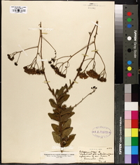 Palafoxia feayi image