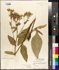 Parthenium integrifolium var. henryanum image