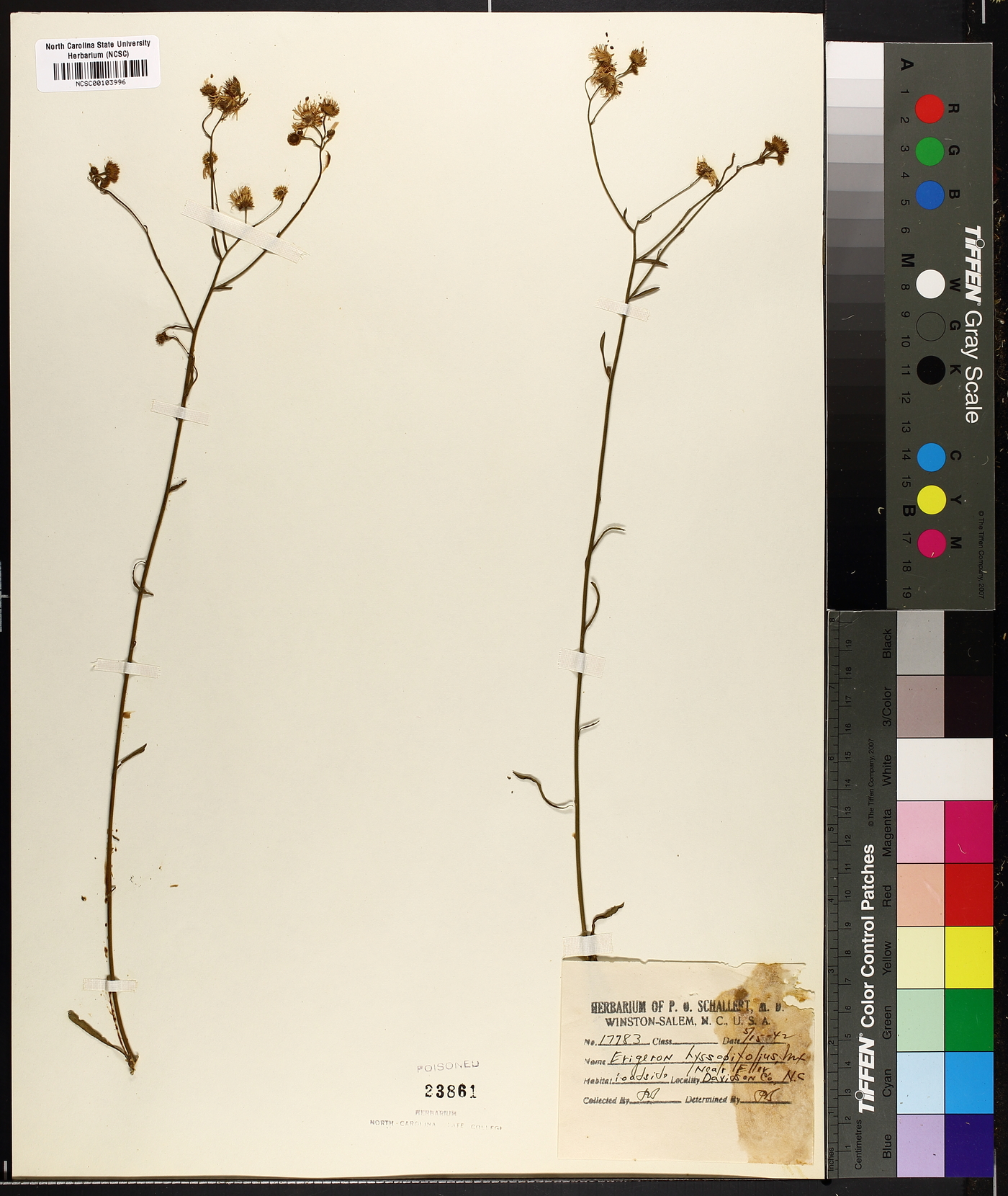 Erigeron hyssopifolius image