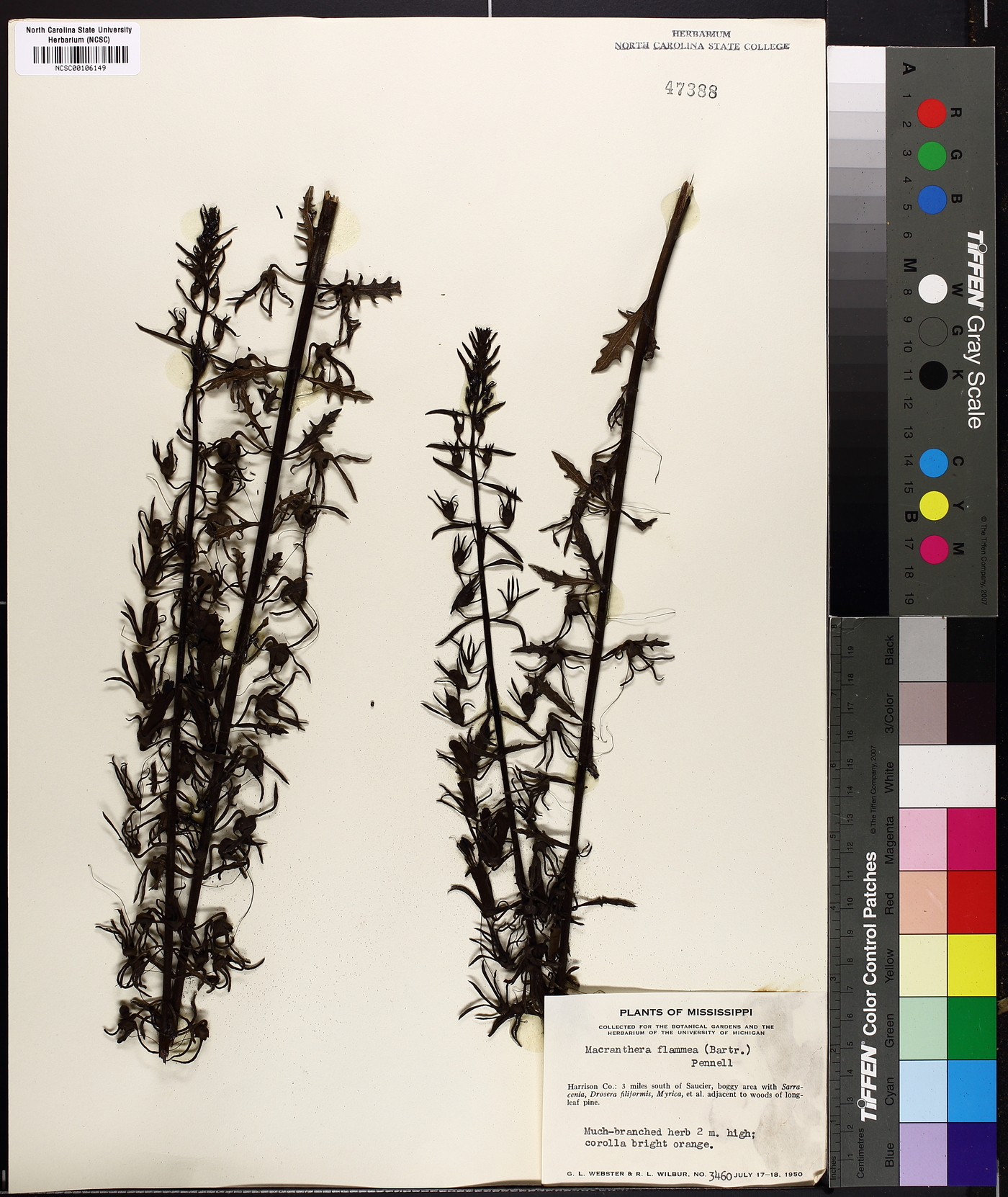 Macranthera flammea image