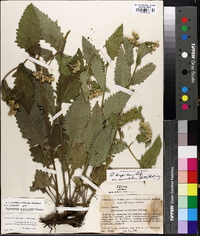 Parthenium integrifolium var. auriculatum image