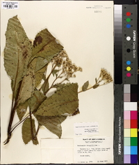 Parthenium integrifolium var. integrifolium image