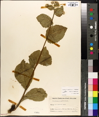 Parthenium integrifolium image