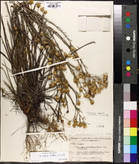 Pityopsis aspera image