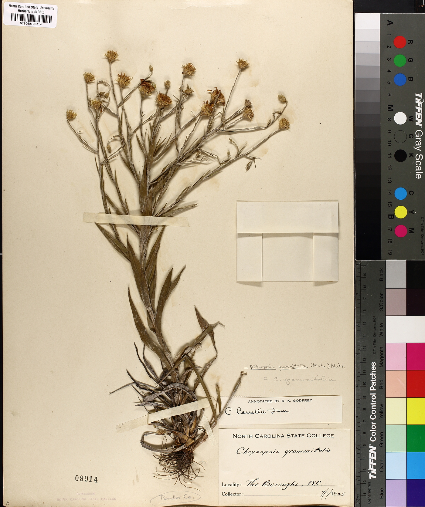 Pityopsis graminifolia image