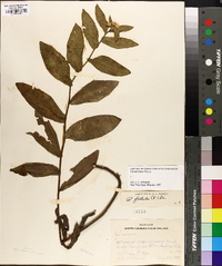 Pluchea foetida image