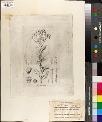 Pluchea laxiflora image