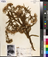 Pluchea parvifolia image