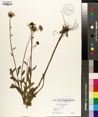 Rudbeckia fulgida image