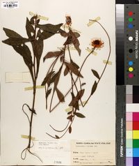 Rudbeckia fulgida image