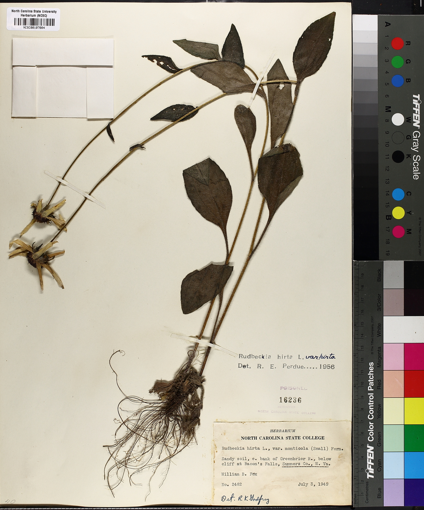 Rudbeckia hirta var. hirta image