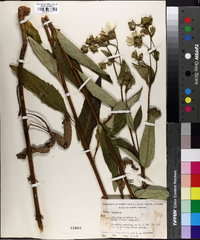 Silphium asteriscus image