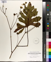 Silphium compositum image