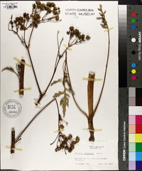 Silphium compositum image