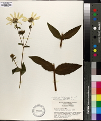 Silphium asteriscus image