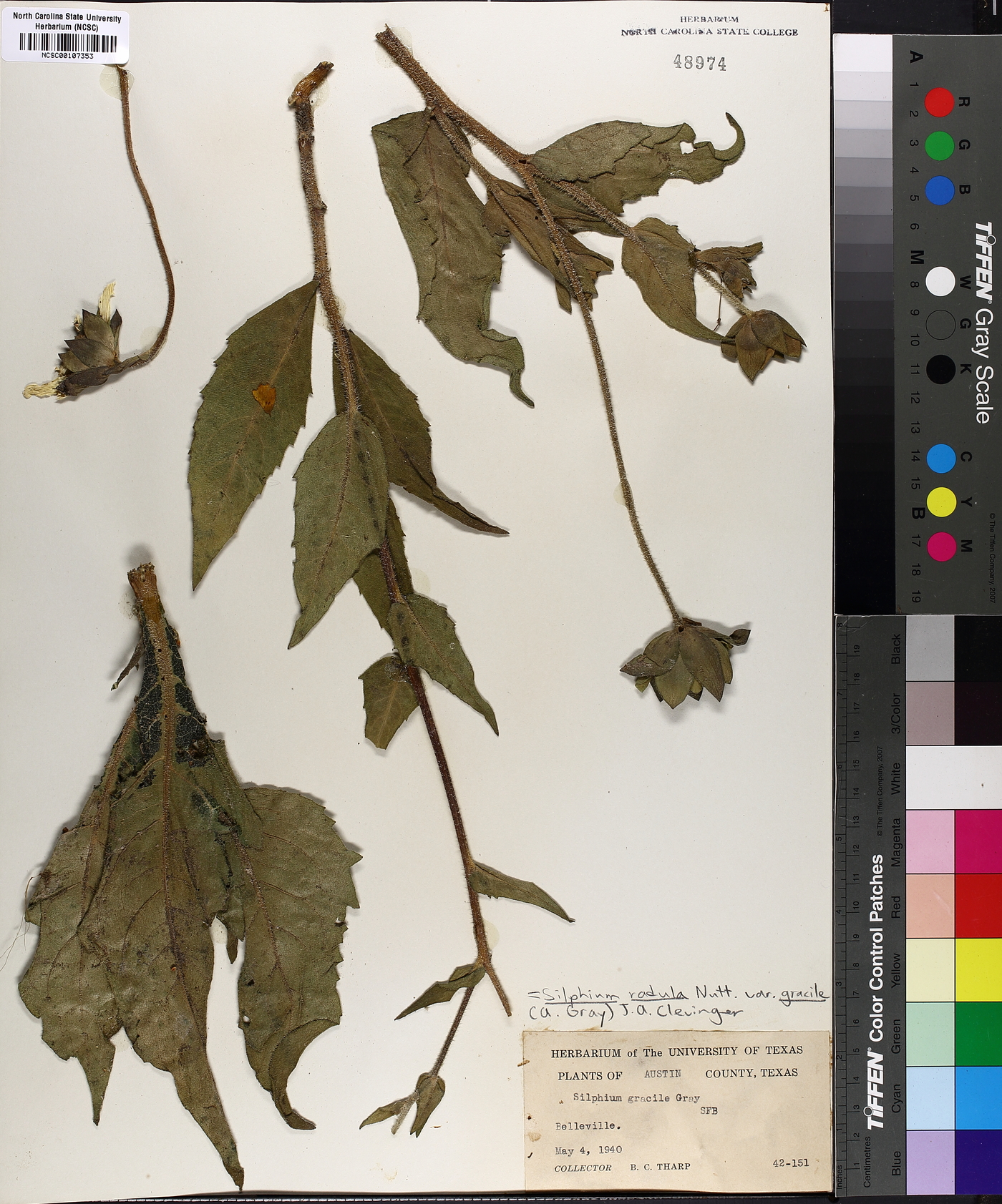 Silphium radula image