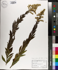 Solidago canadensis var. scabra image