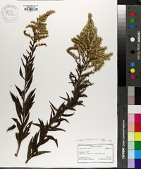 Solidago canadensis var. scabra image