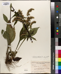 Solidago arguta var. boottii image