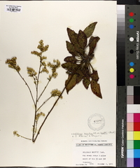 Solidago arguta var. boottii image