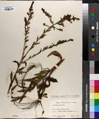 Solidago arguta var. boottii image