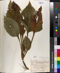 Solidago arguta var. boottii image