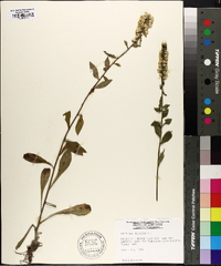 Solidago bicolor image