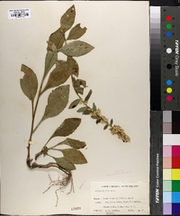 Solidago bicolor image