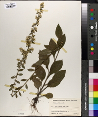 Solidago bicolor image