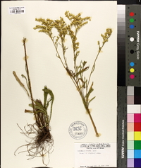 Solidago pinetorum image