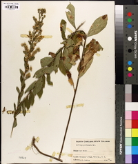 Solidago petiolaris image