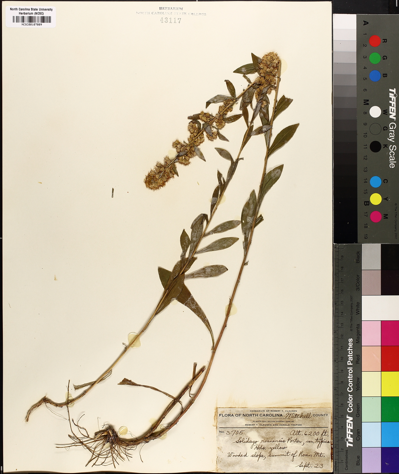 Solidago roanensis image